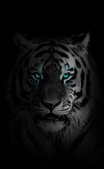 Тигр на черном фоне