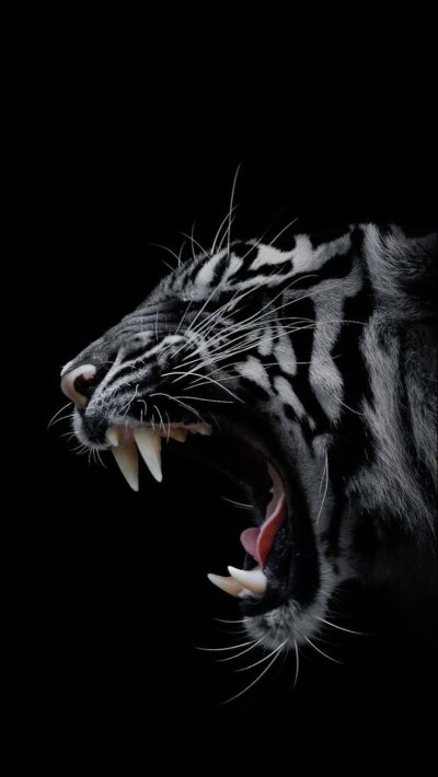 Тигр на заставку айфона