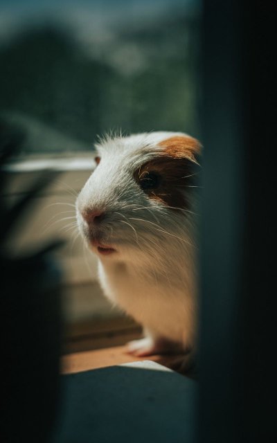 Морские свинки