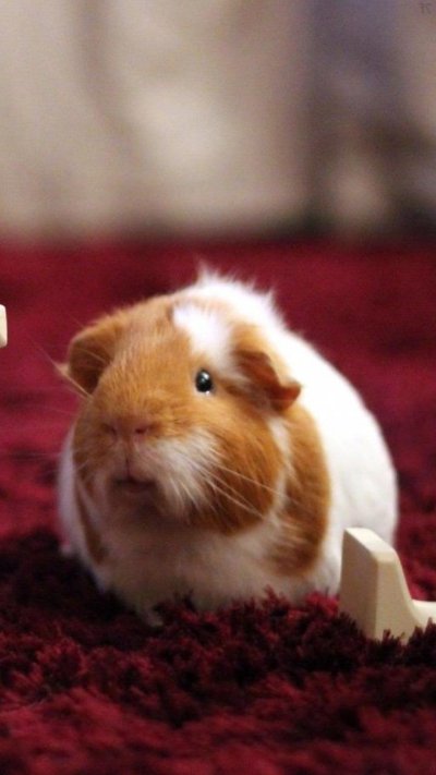 Морские свинки