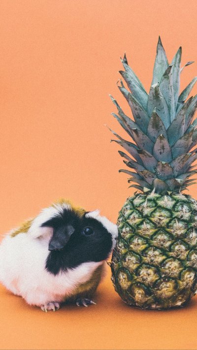 Морские свинки