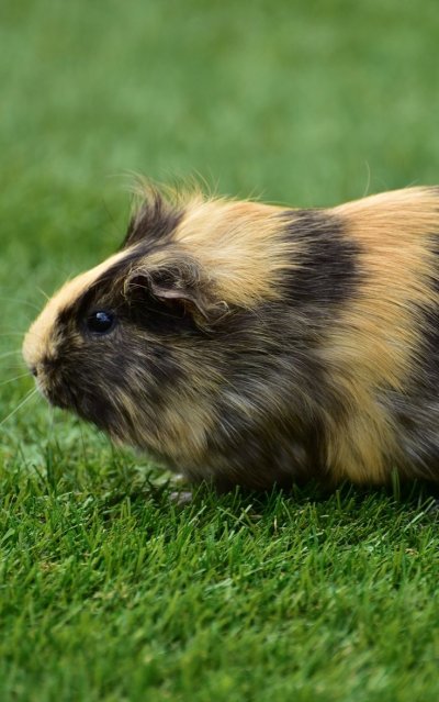 Морские свинки