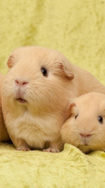 Морские свинки