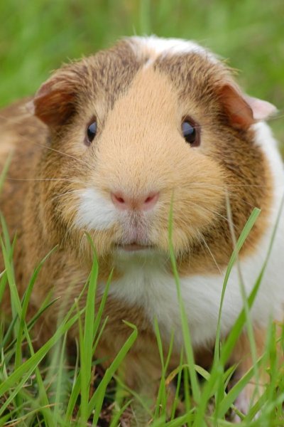 Морские свинки