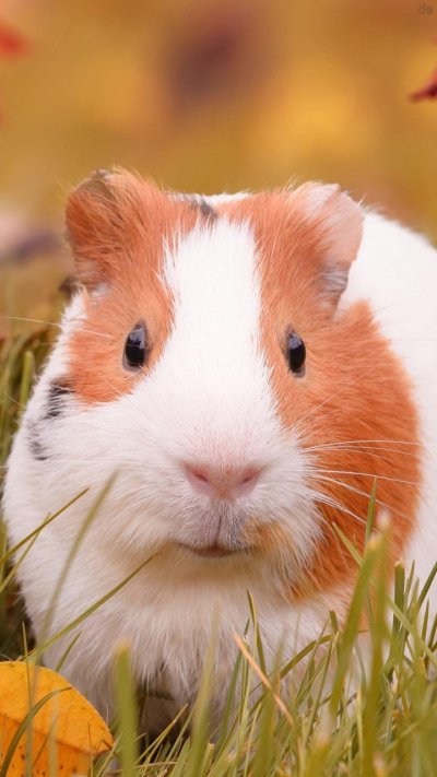 Морские свинки