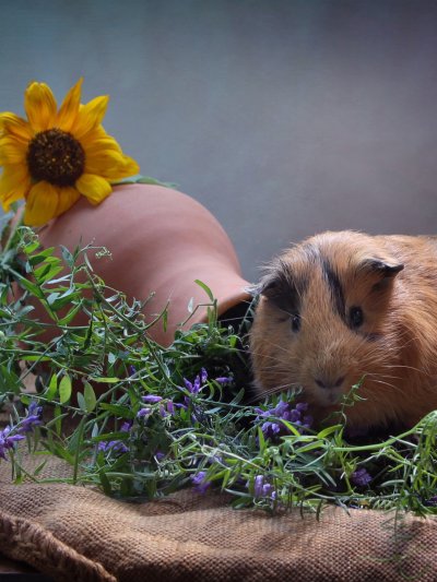 Морская Свинка обои на телефон