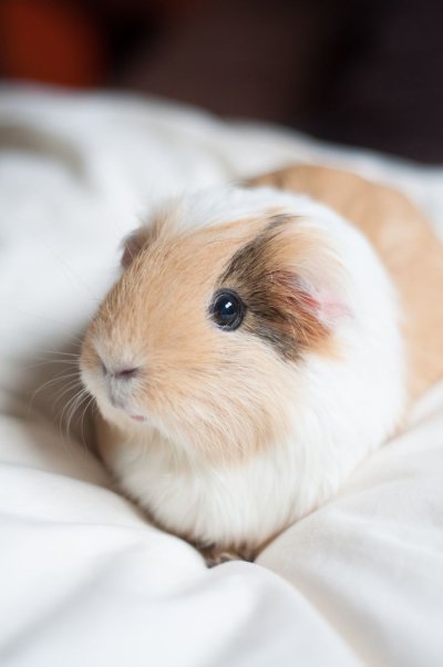 Морские свинки породы шиншилла