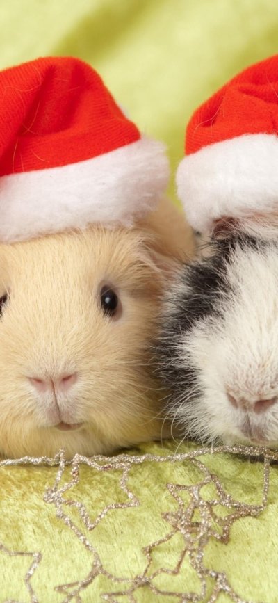 Морские свинки