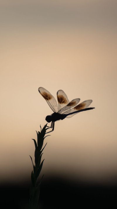 Обои на телефон Стрекоза