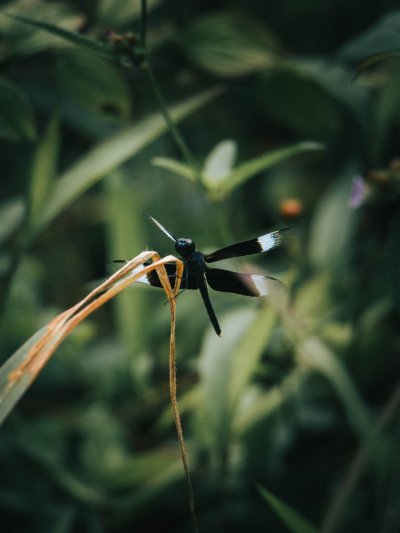 Крутые насекомые