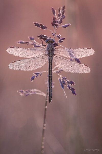 Драгонфлай Стрекоза