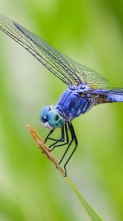 Стрекоза на телефон