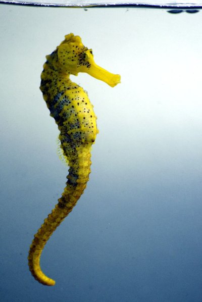 Постер морской конек