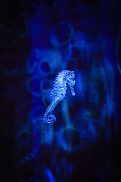Морской конек синий
