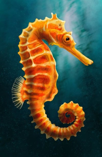 Морской конек