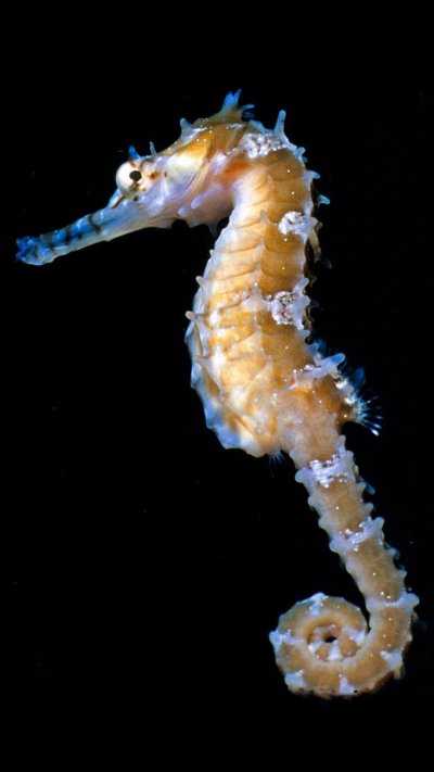 Морской конек