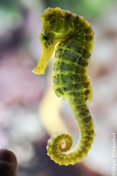 Морской конек