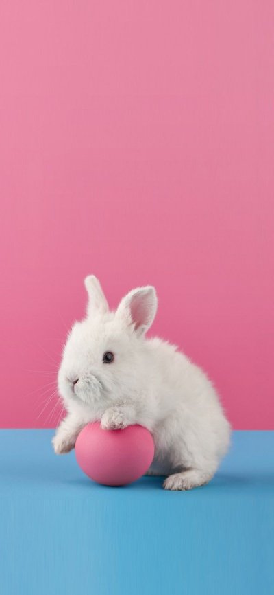 Белый кролик