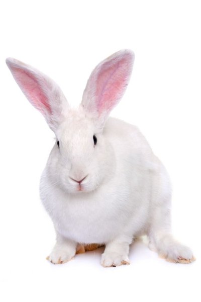 Белый кролик