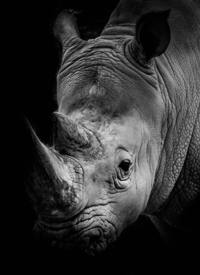 Черный носорог