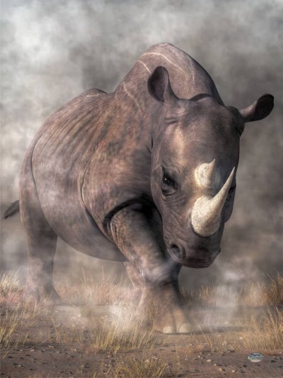 Rhinoceros (Rhino)