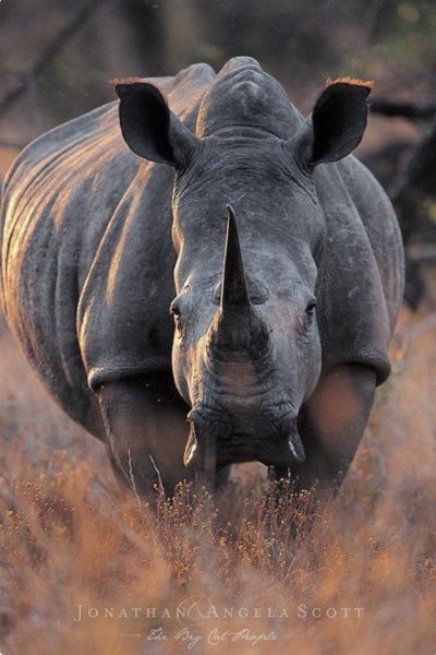 Камерунский черный носорог