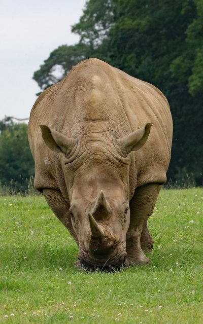 Носорог