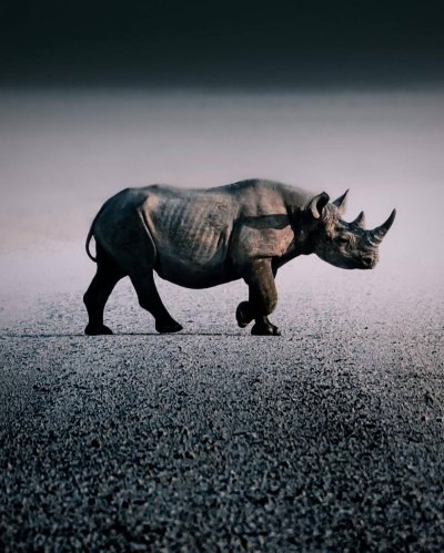 Всемирный день носорога