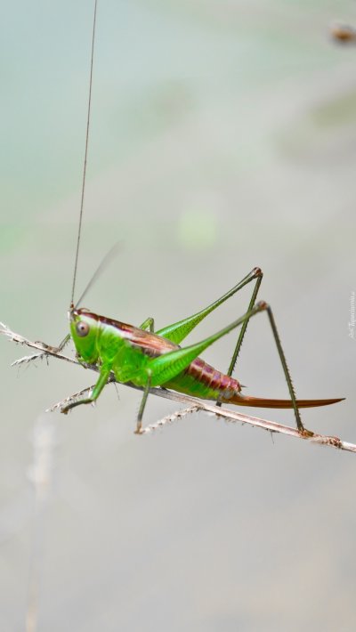 Длинноносый кузнечик