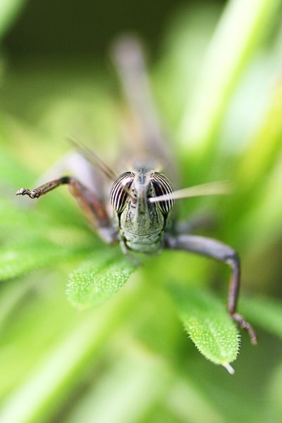 Красивые насекомые