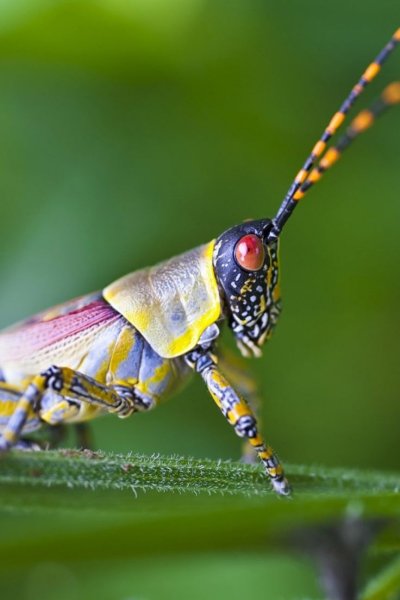 Кузнечик Макросъемка