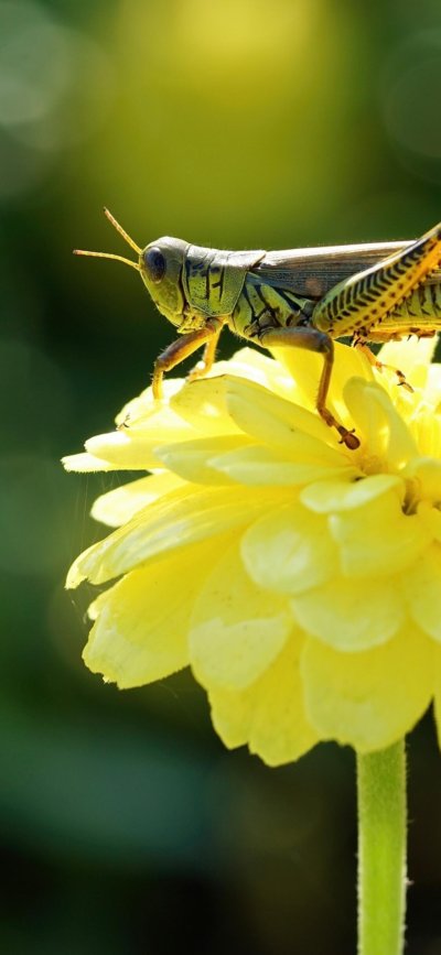 Фотографии саранчи