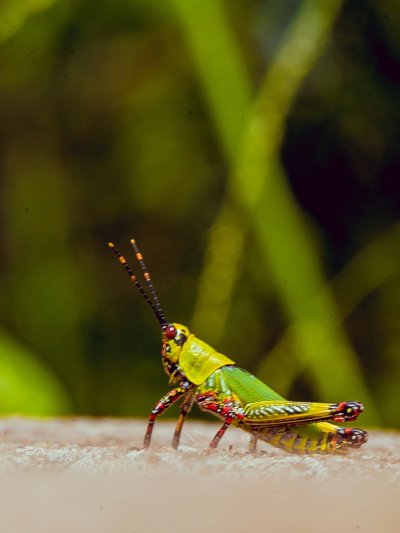 Обои на телефон кузнечик