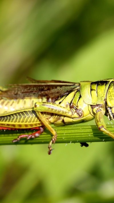 Кузнечик макро