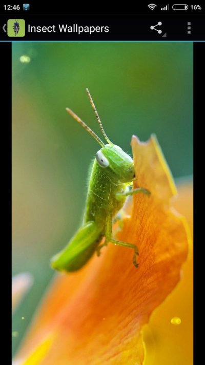 Обои на телефон кузнечик