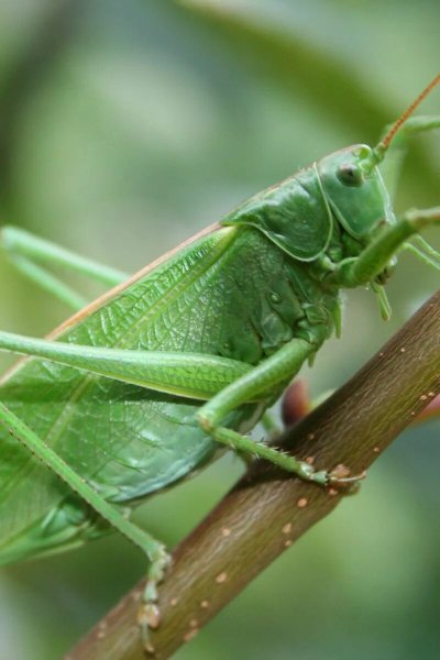 Красноперый кузнечик