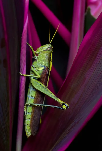 Капюшончатый кузнечик