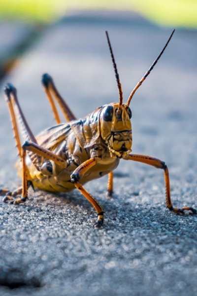 Маленький кузнечик