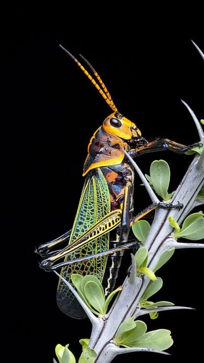 Радужный кузнечик Dactylotum bicolor