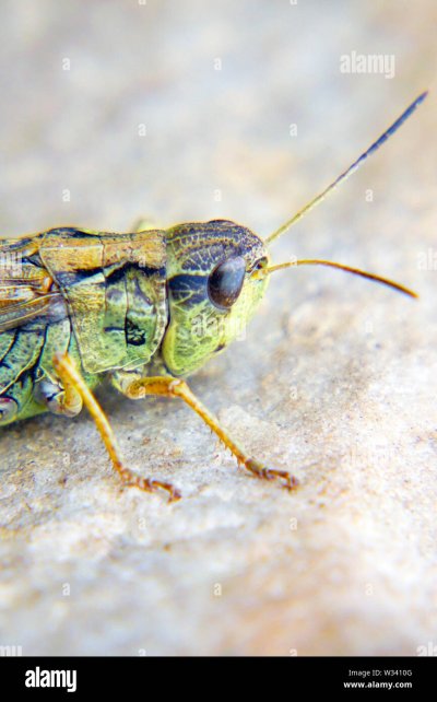 Нашествие саранчи