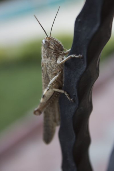 Саранча насекомое