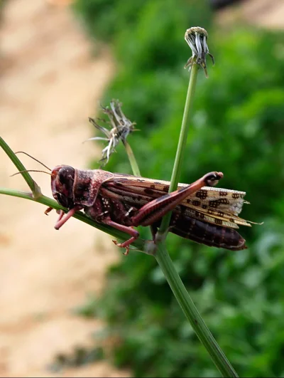Нашествие саранчи