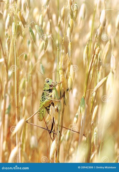 Сарана трава