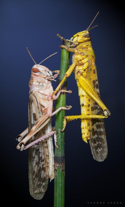 Пустынная Саранча Schistocerca gregaria