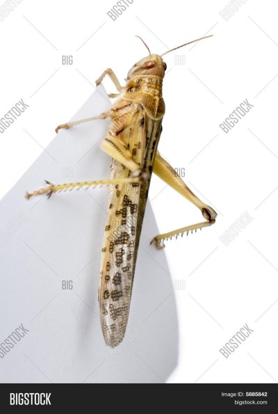 Саранча в пустыне