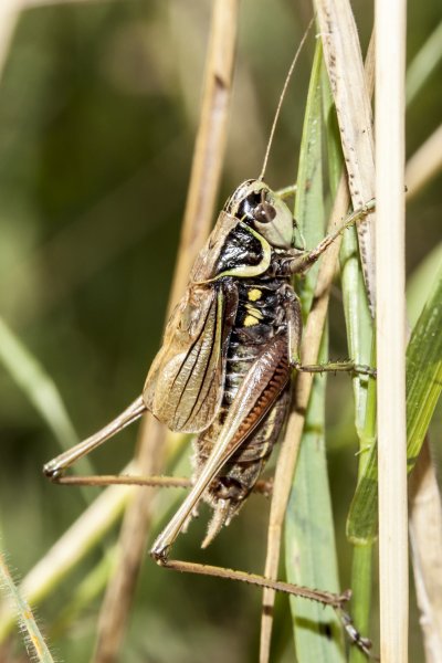Саранча обыкновенная