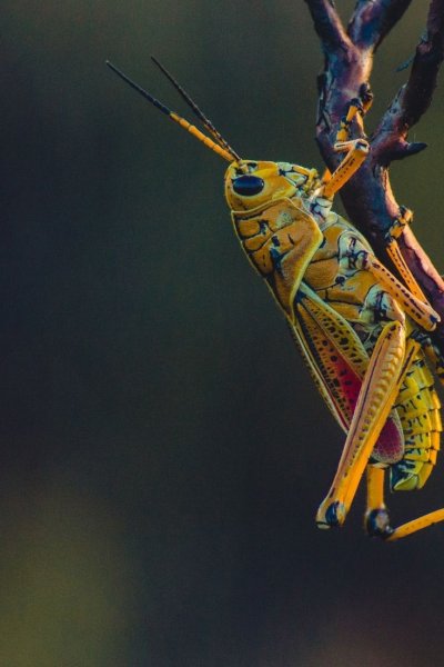 Кузнечик макро
