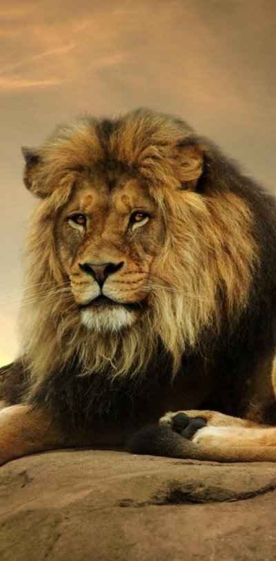 Красивый Лев