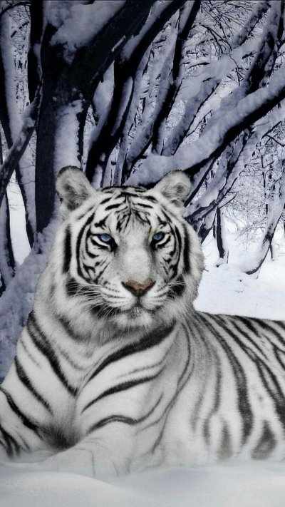 Белый тигр обои