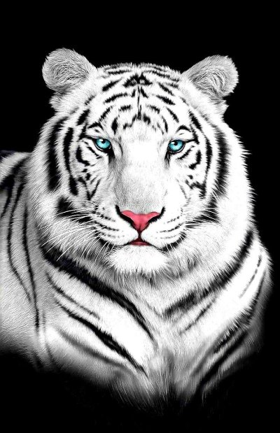 Бенгальский тигр